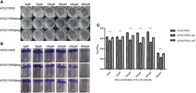 Effect of Hcp Iron Ion Regulation on the Interaction Between Acinetobacter baumannii With Human Pulmonary Alveolar Epithelial Cells and Biofilm Formation